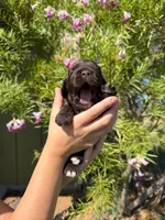 Catalina , a female Cocker Spaniel for sale in Dalhart, TX – 3 of 3
