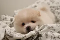 Bomboncita, a female Pomeranian for sale in San Diego, CA – 2 of 2
