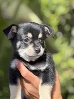 Ignacio, a male Pomchi for sale in San Diego, CA – 1 of 2