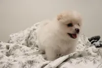 Conchita jr , a female Pomeranian for sale in San Diego, CA – 2 of 2