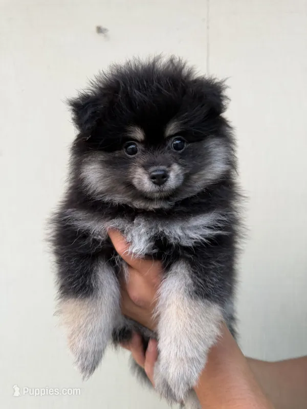 Bibi  – Pomeranian puppy for sale in San Diego, CA