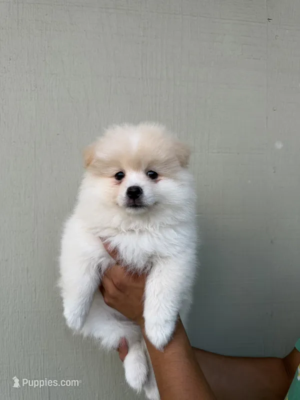 Bomboncita – Pomeranian puppy for sale in San Diego, CA