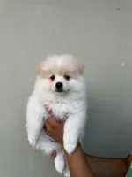 Bomboncita, a female Pomeranian for sale in San Diego, CA – 1 of 2