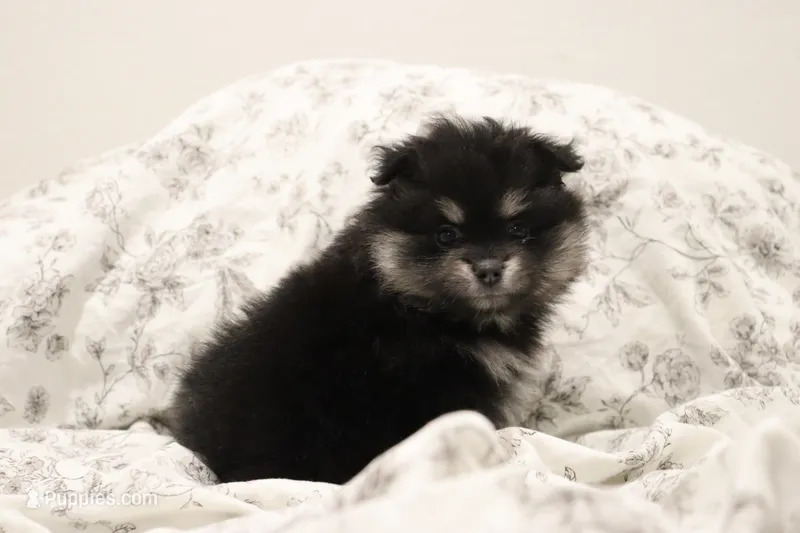 Bibi  – Pomeranian puppy for sale in San Diego, CA