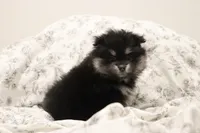 Bibi , a female Pomeranian for sale in San Diego, CA – 1 of 2