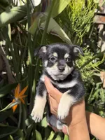 Ignacio, a male Pomchi for sale in San Diego, CA – 2 of 2