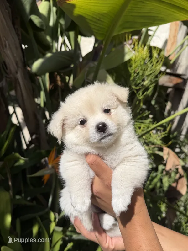 Paloma – Pomchi puppy for sale in San Diego, CA