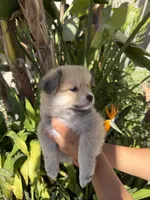 Nacho, a male Pomchi for sale in San Diego, CA – 2 of 2