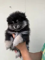 Bibi , a female Pomeranian for sale in San Diego, CA – 2 of 2