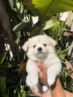 Encarnación, a female Pomchi for sale in San Diego, CA – 2 of 2