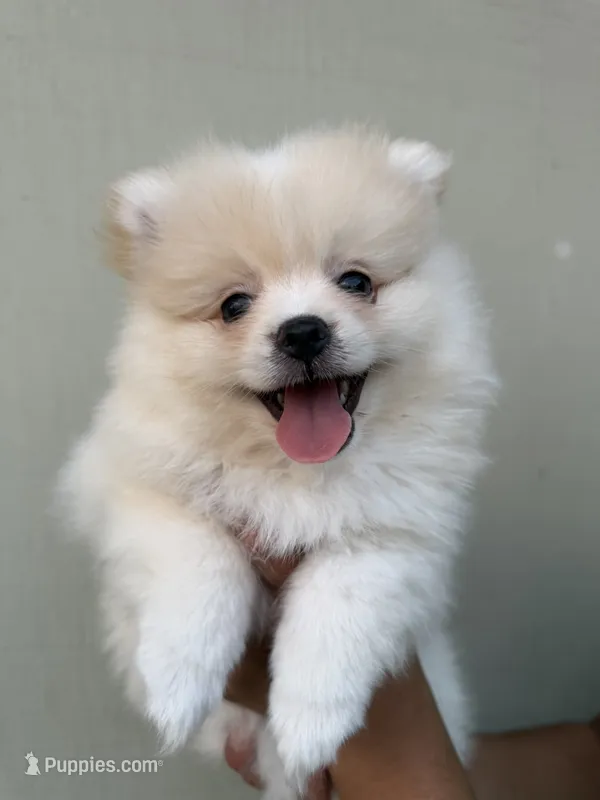 Conchita jr – Pomeranian puppy for sale in San Diego, CA