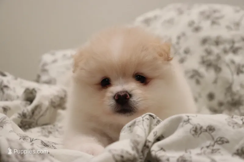 Bomboncita – Pomeranian puppy for sale in San Diego, CA
