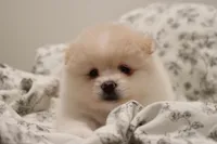 Bomboncita, a female Pomeranian for sale in San Diego, CA – 1 of 2