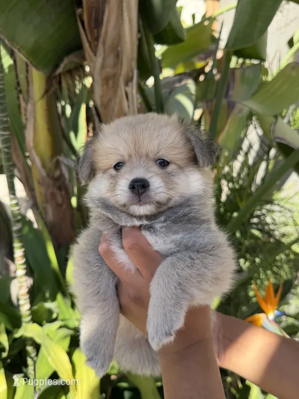 Nacho – Pomchi puppy for sale in San Diego, CA