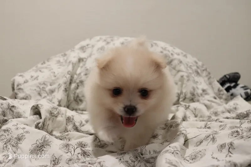 Conchita jr  – Pomeranian puppy for sale in San Diego, CA