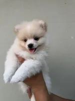 Conchita jr, a female Pomeranian for sale in San Diego, CA – 2 of 2