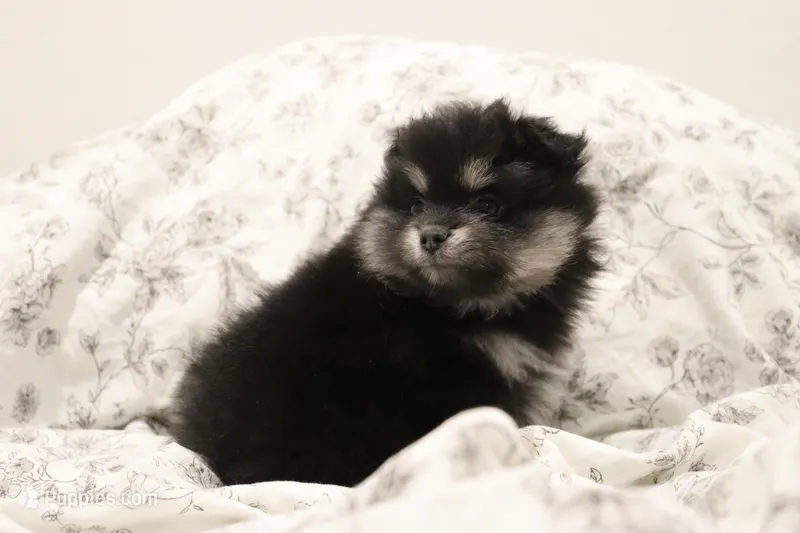 Bibi  – Pomeranian puppy for sale in San Diego, CA