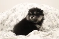 Bibi , a female Pomeranian for sale in San Diego, CA – 2 of 2