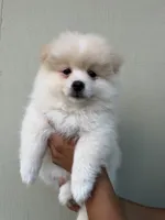 Bomboncita, a female Pomeranian for sale in San Diego, CA – 2 of 2
