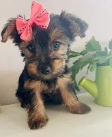 Tiny Tilly, a female Yorkshire Terrier for sale in Uniontown, OH – 6 of 10
