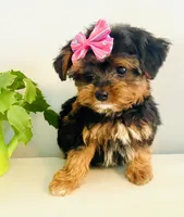 Teacup Tia, a female Morkie for sale in Uniontown, OH – 4 of 9