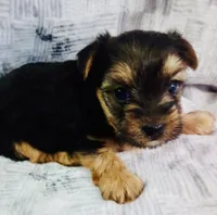 Mia, a female Yorkshire Terrier for sale in Uniontown, OH – 1 of 5