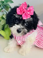 Toy sized Star, a female Havanese for sale in Uniontown, OH – 4 of 7