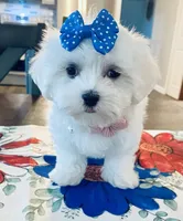 Little Darcy, a female Maltese for sale in Uniontown, OH – 2 of 8