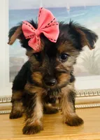 Tiny Tilly, a female Yorkshire Terrier for sale in Uniontown, OH – 7 of 10