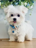 Teacup Toby, a male Maltese for sale in Uniontown, OH – 3 of 7