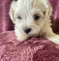 Cream, a male Havanese for sale in Uniontown, OH – 7 of 7