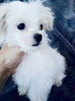 Teacup Trayson, a male Maltese for sale in Uniontown, OH – 9 of 9
