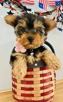 Lexi, a female Yorkshire Terrier for sale in Uniontown, OH – 4 of 6