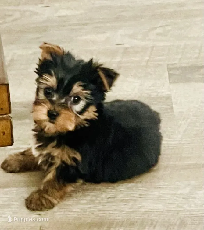Little luke – Yorkshire Terrier puppy for sale in Uniontown, OH