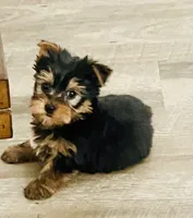 Little luke, a male Yorkshire Terrier for sale in Uniontown, OH – 1 of 5