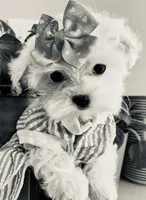 Teacup Coral, a female Maltese for sale in Uniontown, OH – 4 of 6