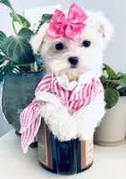Teacup Coral, a female Maltese for sale in Uniontown, OH – 3 of 6