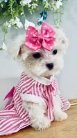 Teacup Coral, a female Maltese for sale in Uniontown, OH – 5 of 6