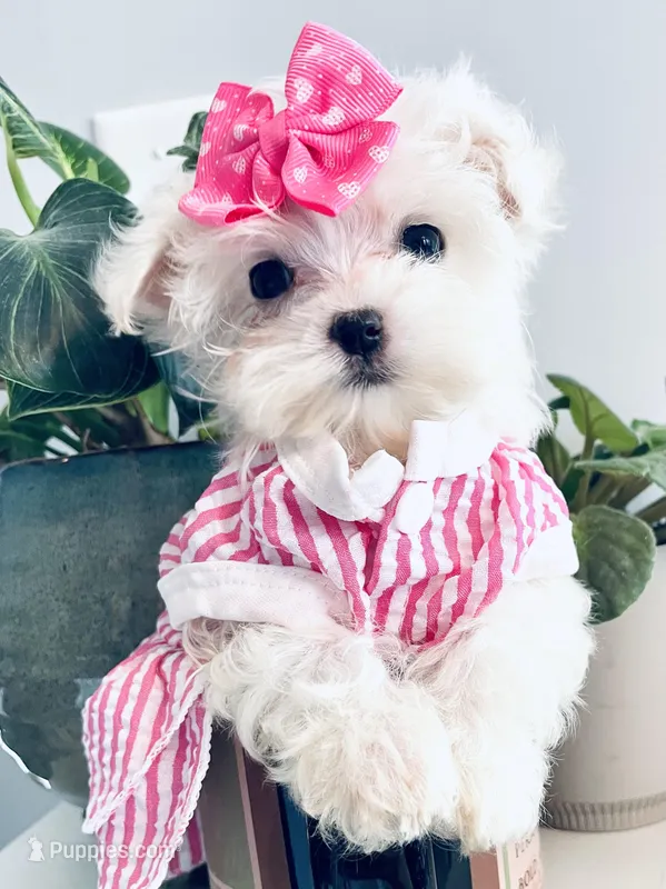 Teacup Coral – Maltese puppy for sale in Uniontown, OH