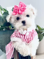 Teacup Coral, a female Maltese for sale in Uniontown, OH – 1 of 6