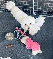 Teacup Coral, a female Maltese for sale in Uniontown, OH – 2 of 6