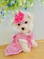 Teacup Coral, a female Maltese for sale in Uniontown, OH – 6 of 6