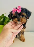 Teacup Tia, a female Morkie for sale in Uniontown, OH – 6 of 9