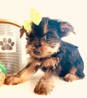 Tiny Apple, a female Yorkshire Terrier for sale in Uniontown, OH – 5 of 9
