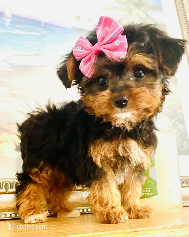 Teacup Tia – Morkie puppy for sale in Uniontown, OH