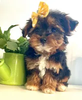 Teacup Talia, a female Morkie for sale in Uniontown, OH – 2 of 9