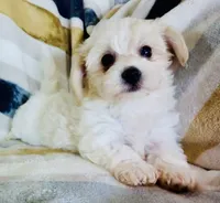 Minnie, a female Shichon for sale in Uniontown, OH – 3 of 6