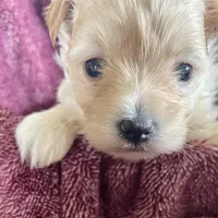 Penelope, a female Bichon Frise and Yorkshire Terrier for sale in Uniontown, OH – Photo 5 of 6