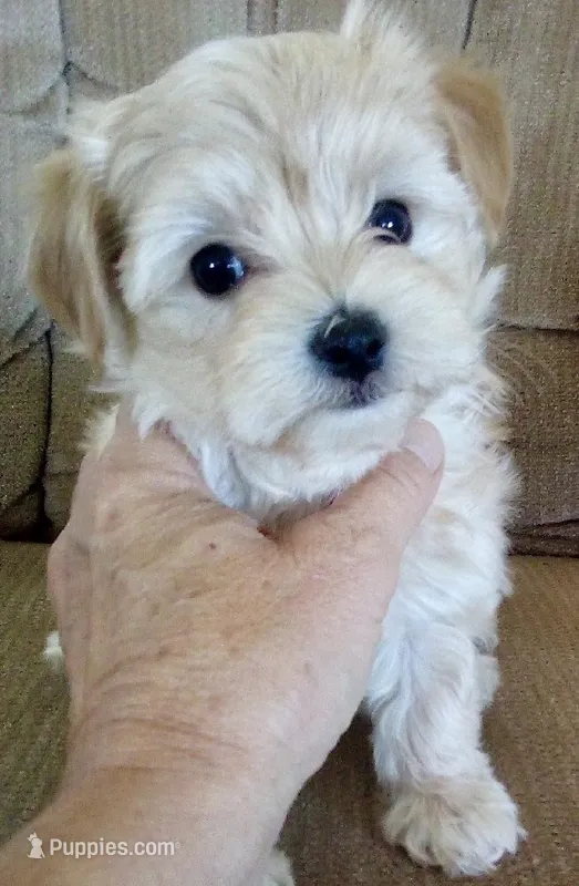 Skye – Bichon Frise, Yorkshire Terrier puppy for sale in Uniontown, OH