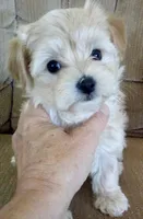 Skye, a female Bichon Frise and Yorkshire Terrier for sale in Uniontown, OH – Photo 2 of 8